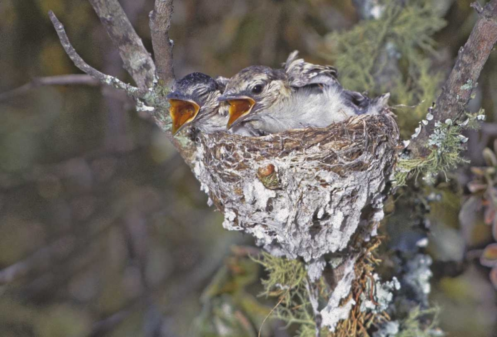 Zimbabwe Puff-backed shrike chicks in nest
